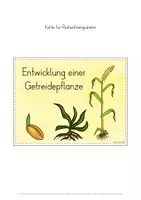 Vorschau - Stundenentwürfe - Entwicklung Getreidepflanze Unterrichtseinheit - Seite 3