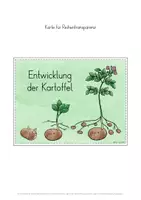 Vorschau - Stundenentwürfe - Entwicklung Stadien Kartoffel Unterrichtseinheit - Seite 3
