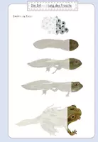Vorschau - Arbeitsblätter - AB Zeichne weiter- Lebenszyklus Frosch Metamorphose - Seite 1