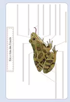 Vorschau - Mal- und Bastelvorlagen - AB Körperbau u. Funktionen des Froschs - Seite 2