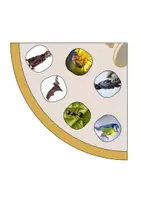 Aperçu - Jeux - Jeu du lynx animaux domestiques & jardin - Page 2