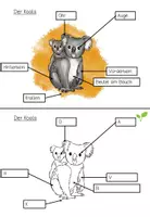 Vorschau - Arbeitsblätter - Lerntheke: Der Koala (Wildtiere) - Seite 2