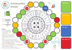 Vorschau - Spiele - Proteinbiosynthese - Brettspiel (Abitur) - Seite 3