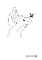 Vorschau - Mal- und Bastelvorlagen - Ausmalbilder Fuchs Biber Dachs - Deckblatt