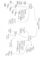 anteprima - Materiale di supporto/inclusione - Mappa per lo studio: I 5 sensi e gli organi di senso - Pagina 1