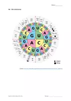 Vorschau - Test - Genetik - Klausurenpaket (Oberstufe) - Seite 3