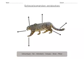 Vorschau - Arbeitsblätter - Schneeleoparden entdecken - Lernpaket - Seite 1