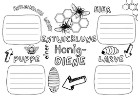 Vorschau - Arbeitsblätter - Arbeitsblatt: Entwicklung der BIENEN - Seite 3
