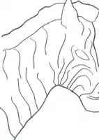 Vorschau - Mal- und Bastelvorlagen - Kunterbunte Zebras - Farbgestaltung Kunst - Seite 2