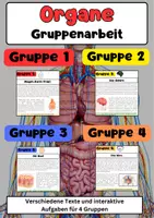 Vorschau - Stationenlernen - Organe Gruppenarbeit: Herz, Gehirn, Haut und Verdauung - Deckblatt