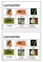 Vorschau - Arbeitsblätter - Miniheft Wortschatz - fliegende Insekten, DaZ, DaF - Seite 2