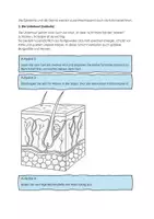 Vorschau - Arbeitsblätter - Haut Anatomie Arbeitsblatt - Seite 1