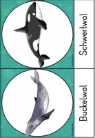 Vorschau - Stationenlernen - Tiere der Antarktis - Seite 1