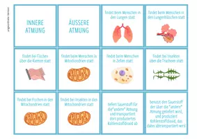 Vorschau - Arbeitsblätter - Vergleich äußere und innere Atmung – Zuordnungsaktivität - Seite 2