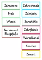 Vorschau - Präsentationen/Tafelbilder - Aufbau eines Zahns in verschiedenen Ebenen - 2. Klasse - Seite 3