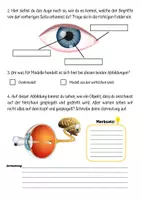 Vorschau - Arbeitsblätter - Unser Auge - Arbeitsblatt zum Aufbau de menschlichen Auges - Seite 2