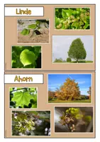 Vorschau - Arbeitsblätter - Wald (Bäume, Laubbäume, Nadelbäume) - Seite 1