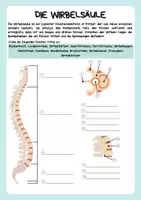 Vorschau - Arbeitsblätter - Anatomie - Skelett des Menschen - Wirbelsäule - Röhrenknochen - Seite 3