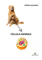 anteprima - Esercizi - SCIENZE la cellula - Pagina 1