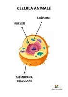 anteprima - Esercizi - SCIENZE la cellula - Pagina 3