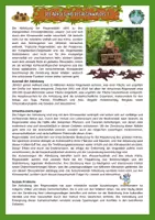 Vorschau - Arbeitsblätter - Brasilien - Umwelt und Natur - Regenwald - Abholzung des Regenwaldes - illegale Abholzung - Klimaschutz - mit Lösung (Klasse 8 9 10) - Seite 3
