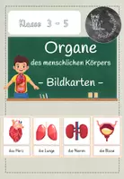 Vorschau - Bildkarten - Organe:Bildkarten - Deckblatt