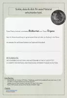 Vorschau - Bildkarten - Organe:Bildkarten - Seite 1
