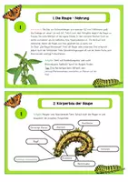 Vorschau - Aufgabenkarten - Schmetterlingsprojekt - Von der Raupe zum Schmetterling - Seite 1