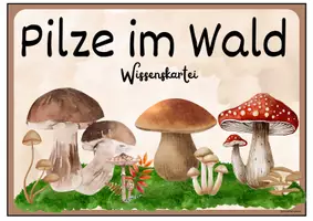 Vorschau - Fördermaterial/Inklusion - Pilze im Wald - Wissenskarteien - Seite 3