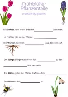 Vorschau - Arbeitsblätter - Frühli (1) - Deckblatt