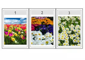 Vorschau - Arbeitsblätter - Bilder Entdeckerspaziergang Frühblüher - Seite 1
