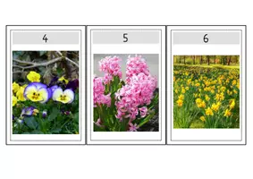 Vorschau - Arbeitsblätter - Bilder Entdeckerspaziergang Frühblüher - Seite 2