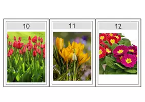 Vorschau - Arbeitsblätter - Bilder Entdeckerspaziergang Frühblüher - Deckblatt