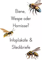Vorschau - Arbeitsblätter - Biene, Wespe oder Hornisse? Infoplakate und Steckbriefe - Deckblatt