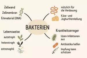 Vorschau - Arbeitsblätter - Arbeitsblatt zum Thema "Bakterien" + Onlineübung & MP3 + Mindmap + Infografik - Seite 2