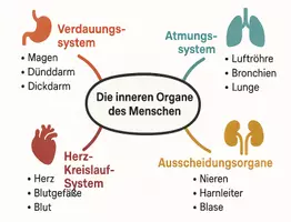 Vorschau - Arbeitsblätter - Arbeitsblatt "Organe" + Onlineübung & MP3 + Mindmap - Seite 2