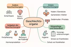 Vorschau - Arbeitsblätter - Arbeitsblatt "Organe" + Onlineübung & MP3 + Mindmap - Seite 3