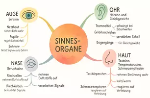 Vorschau - Arbeitsblätter - Arbeitsblatt "Organe" + Onlineübung & MP3 + Mindmap - Seite 1