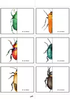Aperçu - Apprentissages en autonomie - Jeu de symétries - Coléoptères. - Page 2