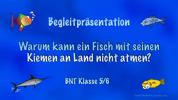 Vorschau - Stundenentwürfe - Versuch zur Kiementamung: Warum kann ein Fisch an Land nicht atmen? - Seite 1