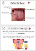Vorschau - Arbeitsblätter - Gesamte Einheit - Sinne + Sinnesorgane - Seite 3