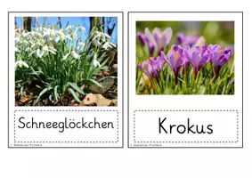 Vorschau - Bildkarten - Mini Poster Frühblüher - Seite 1