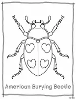 Vorschau - Mal- und Bastelvorlagen - Coloring North American Animals set 1 - Seite 3
