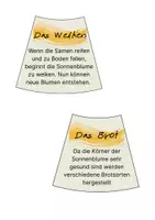Vorschau - Fördermaterial/Inklusion - Legekreis Sonnenblume - Seite 2