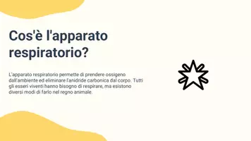 anteprima - Presentazioni / Lavagne - Confrontare il sistema respiratorio umano con quello di altri animali - Pagina 3