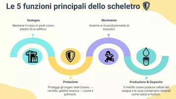 anteprima - Presentazioni / Lavagne - Descrivere il sistema scheletrico e la sua funzione - Pagina 3