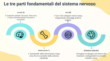anteprima - Presentazioni / Lavagne - Spiegare la struttura e le funzioni del sistema nervoso - Pagina 3