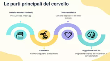 anteprima - Presentazioni / Lavagne - Descrivere il ruolo del cervello come centro di controllo - Pagina 3