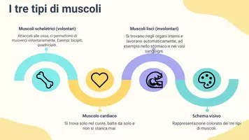 anteprima - Presentazioni / Lavagne - Classificare i diversi tipi di muscoli e le loro caratteristiche - Pagina 3