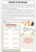 Vorschau - Arbeitsblätter - Der Geschmackssinn- Stationsarbeit | Unterrichtsreihe "Unsere Sinne", Biologie 6./7. Klasse - Seite 3